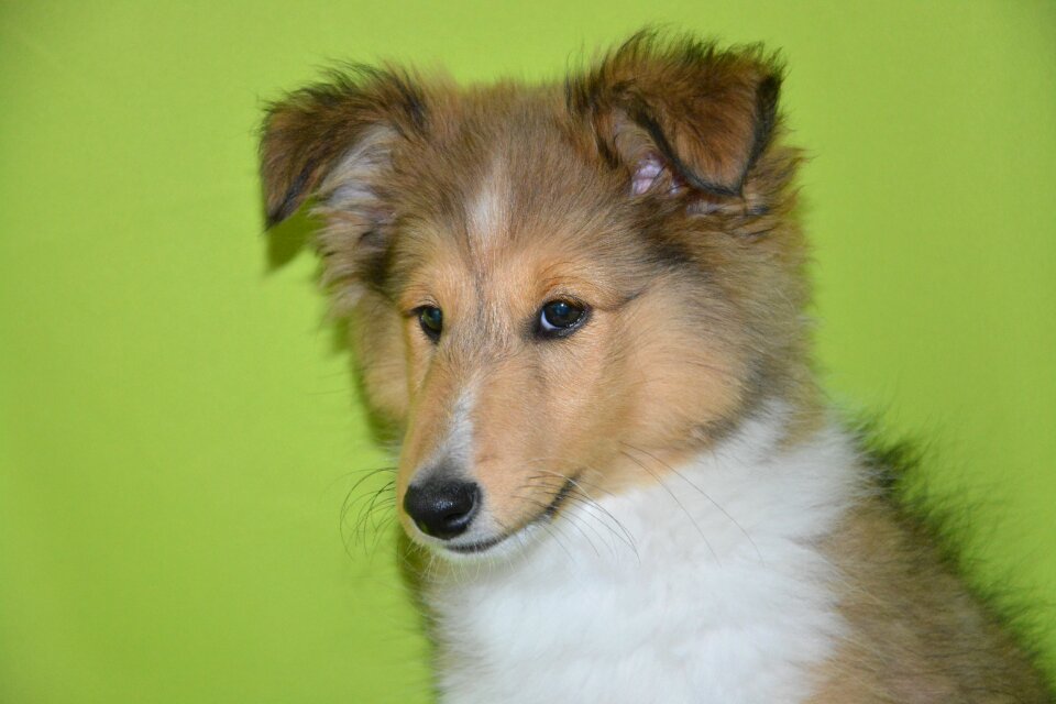 Bitch nayana shetland sheepdog color fawn portrait