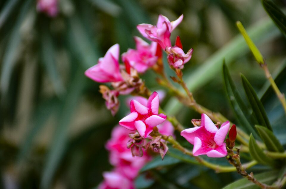 Bloom blossom flower