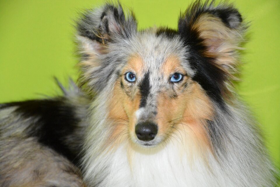 Young bitch bitch nobility shetland sheepdog color blue merle