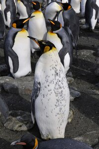 Animal world bird wild
