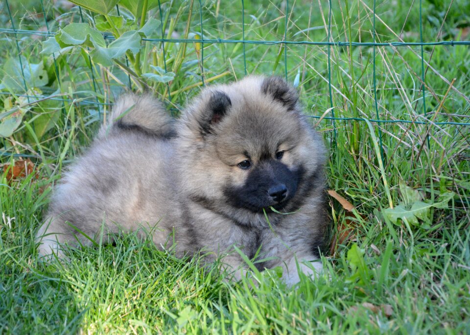 Dog eurasier olaf blue dog eurasier mid-long hair
