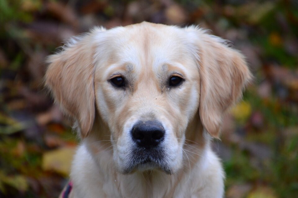 Golden retriever animal dog