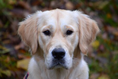 Golden retriever animal dog photo