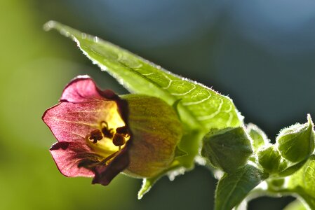 Blossom bloom backlighting