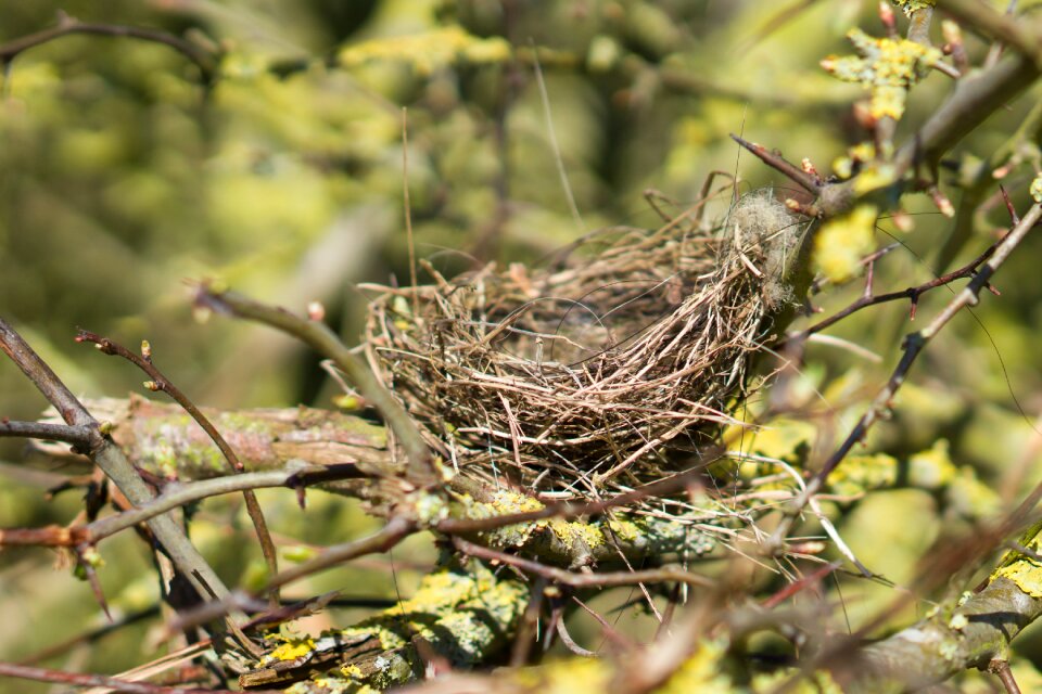 Birds nest empty nest wildlife