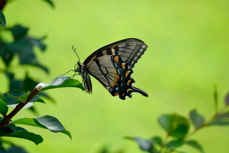 Wildlife butterfly colorful photo