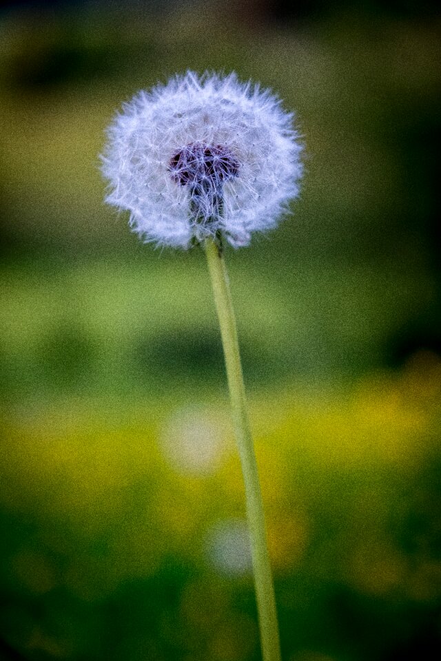 Seeds close up common dandelion