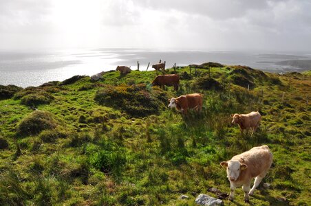 Agriculture beef cattle