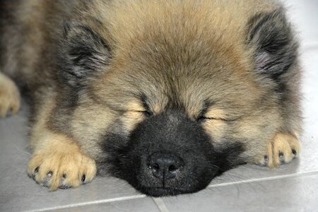 Dog eurasier olaf blue dog eurasier mid-long hair photo