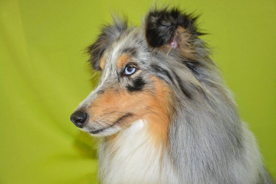 Young bitch bitch nobility shetland sheepdog color blue merle