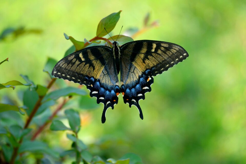 Wildlife butterfly colorful