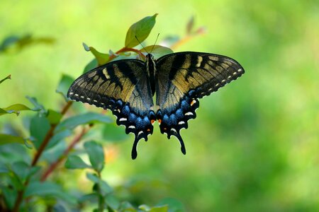 Wildlife butterfly colorful photo