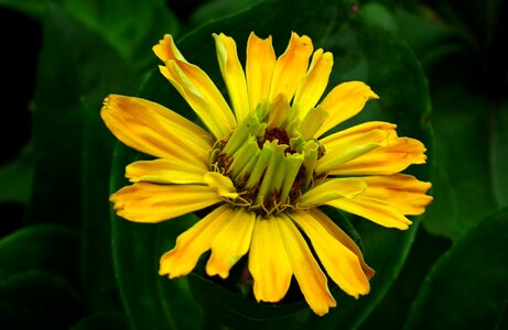 Nature garden summer