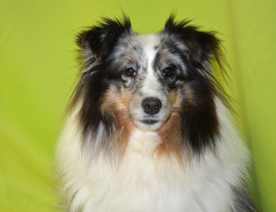 Young bitch bitch mirage shetland sheepdog color blue merle