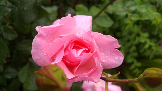 Rose garden dew