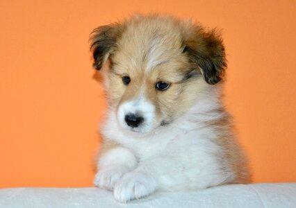Dogs puppy dog dog doggy