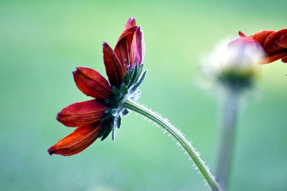 Summer romantic flora