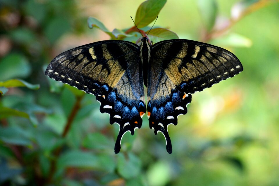 Wildlife butterfly colorful