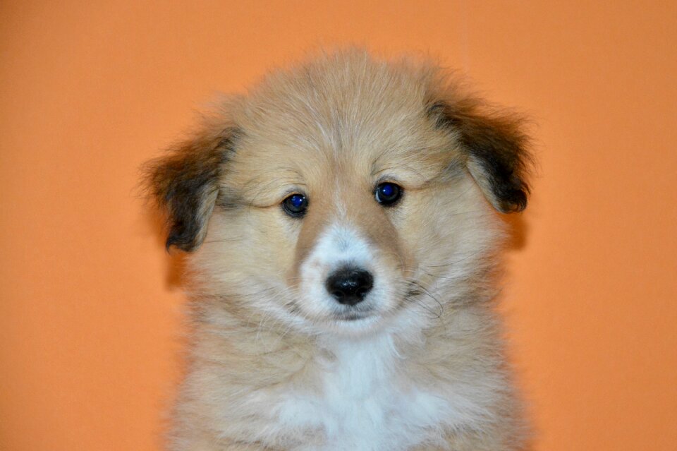 Adorable portrait cute