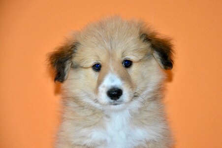 Adorable portrait cute