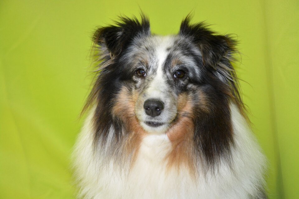 Young bitch bitch mirage shetland sheepdog color blue merle