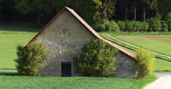 Forest lane grass photo