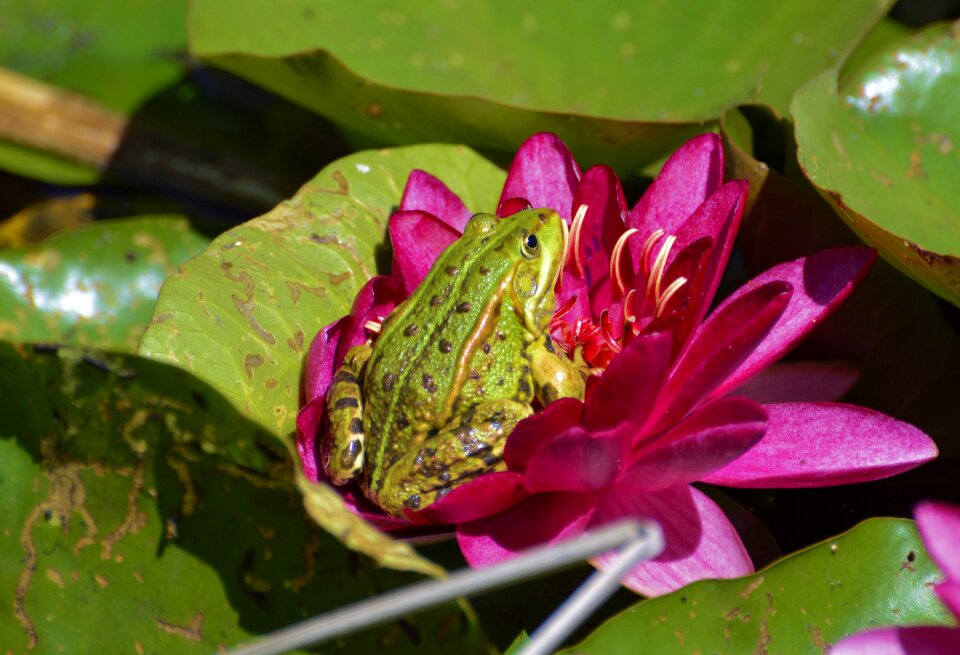 Nature amphibian water creature