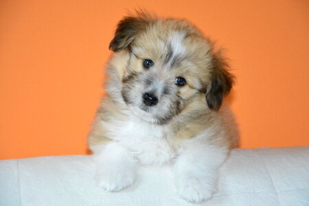 Portrait cute puppy