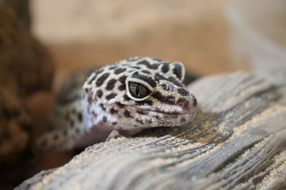 Tokay gecko cooking gecko leopard geckos