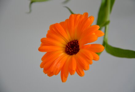 Spring petal color orange color orange photo