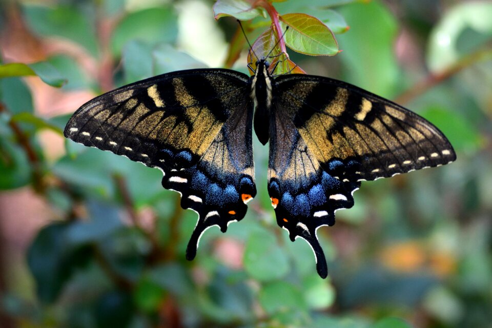 Wildlife butterfly colorful