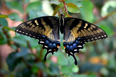 Wildlife butterfly colorful photo