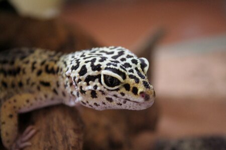 Tokay gecko cooking gecko leopard geckos photo