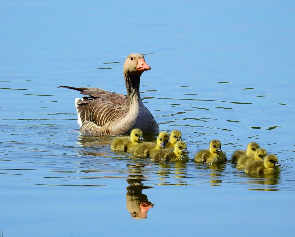Birds wild birds lake