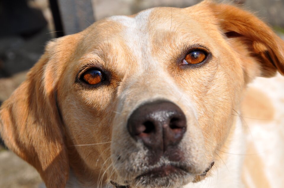 Pet portrait dog head