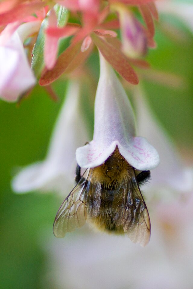 Flower pollination pollen