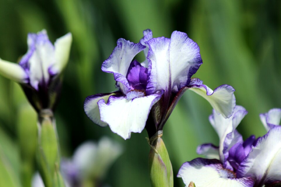 Beautiful nature garden flowers