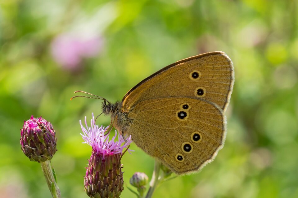 Proboscis close up macro