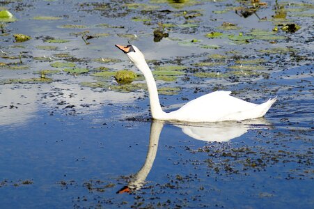 Lake water bird white