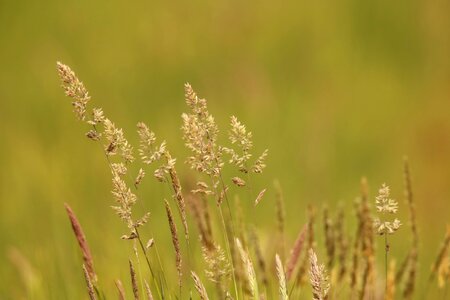 Grass seed hay fever agriculture