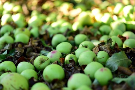 Nature mature season