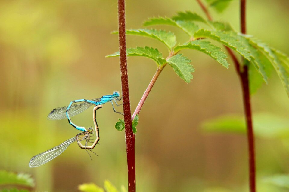 Insect dragonflies mating couple