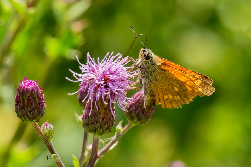 Proboscis close up macro
