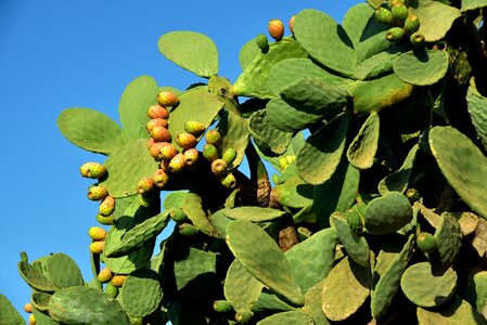 Prickly mediterranean fruits photo