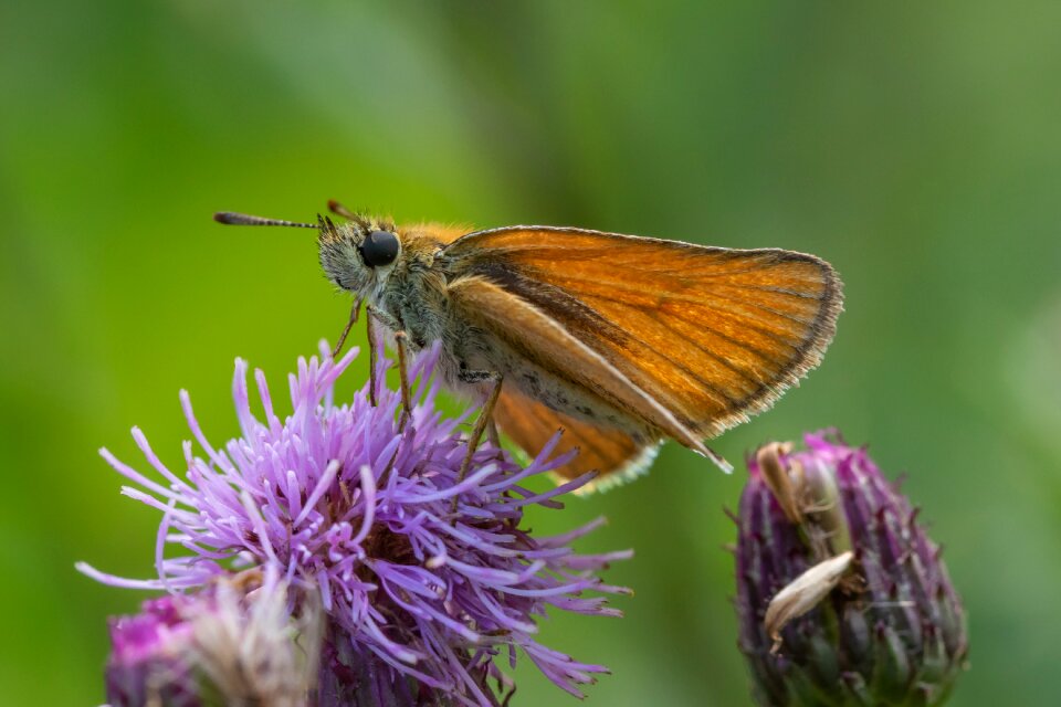 Proboscis close up macro