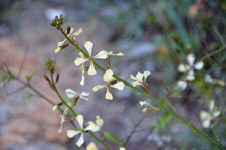 Nature plant outdoor photo