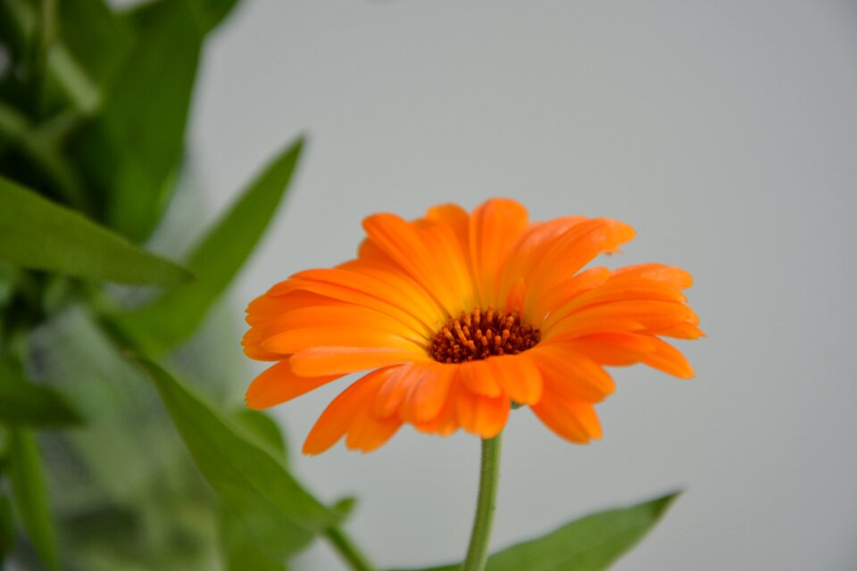 Orange blossom petals orange color green leaves