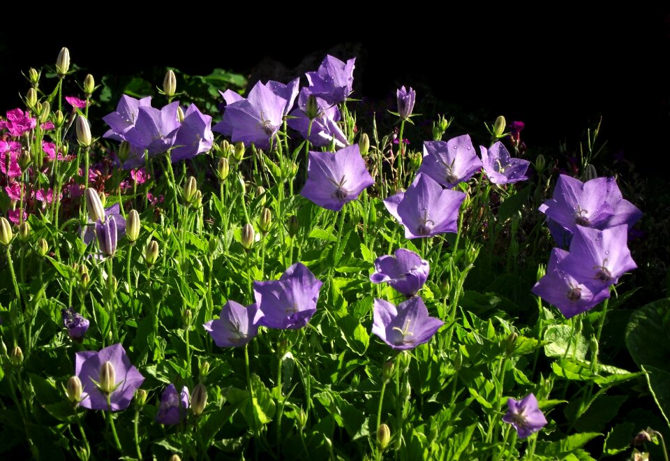 Nature garden summer
