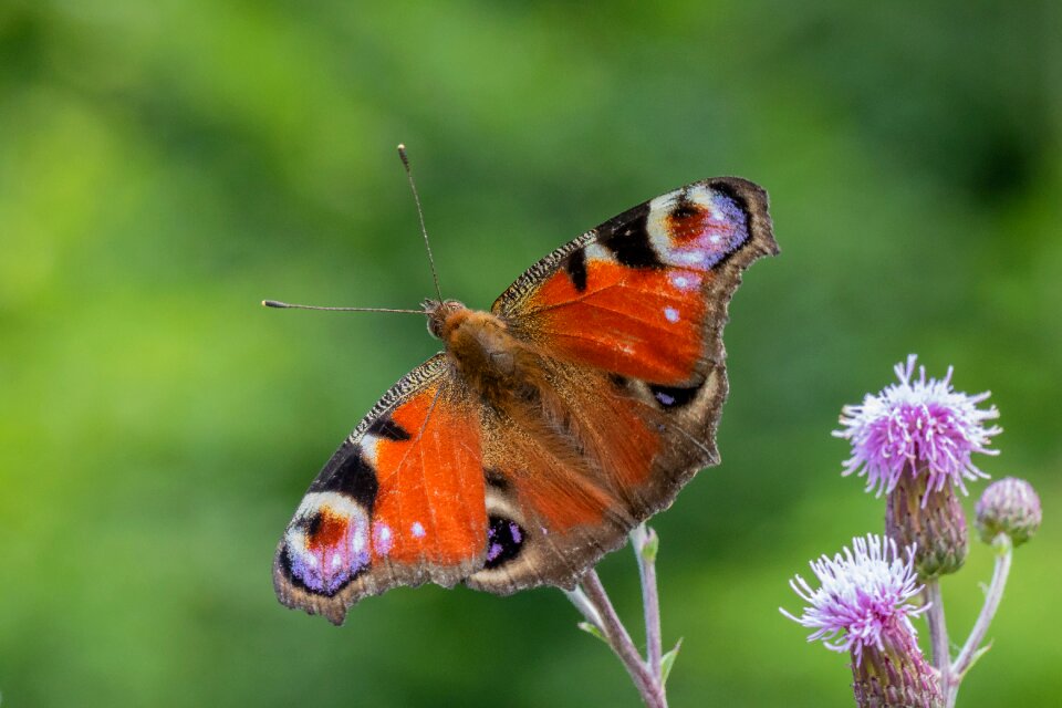 Proboscis close up macro