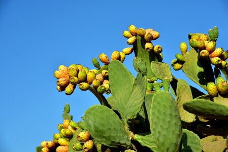 Prickly mediterranean fruits photo